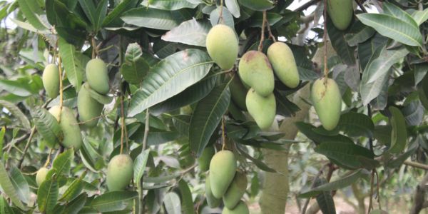 রমজানেও মিলছে সুস্বাদু কাটিমন আম